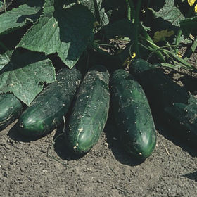 Cucumber Marketmore